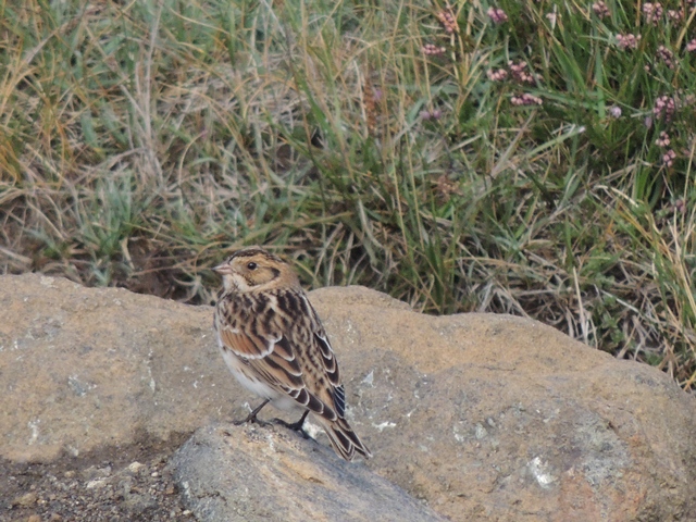 Lapland Bunting