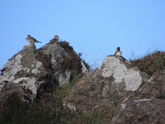 Lapland Bunting