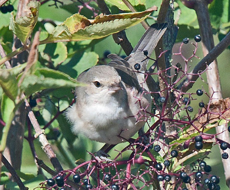 Barred Warbler