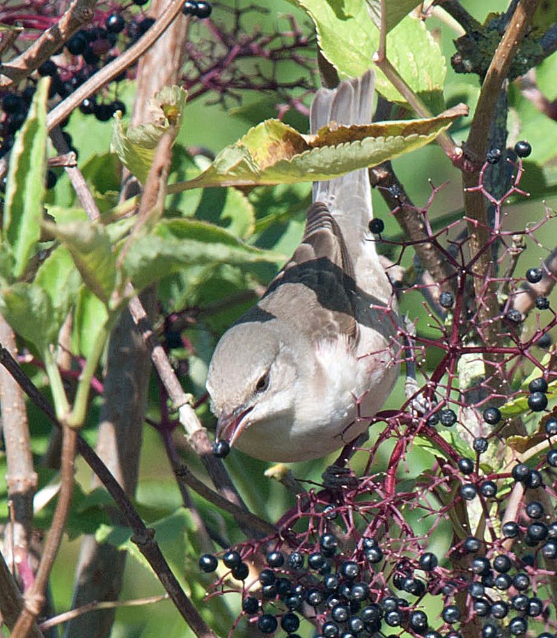 Barred Warbler