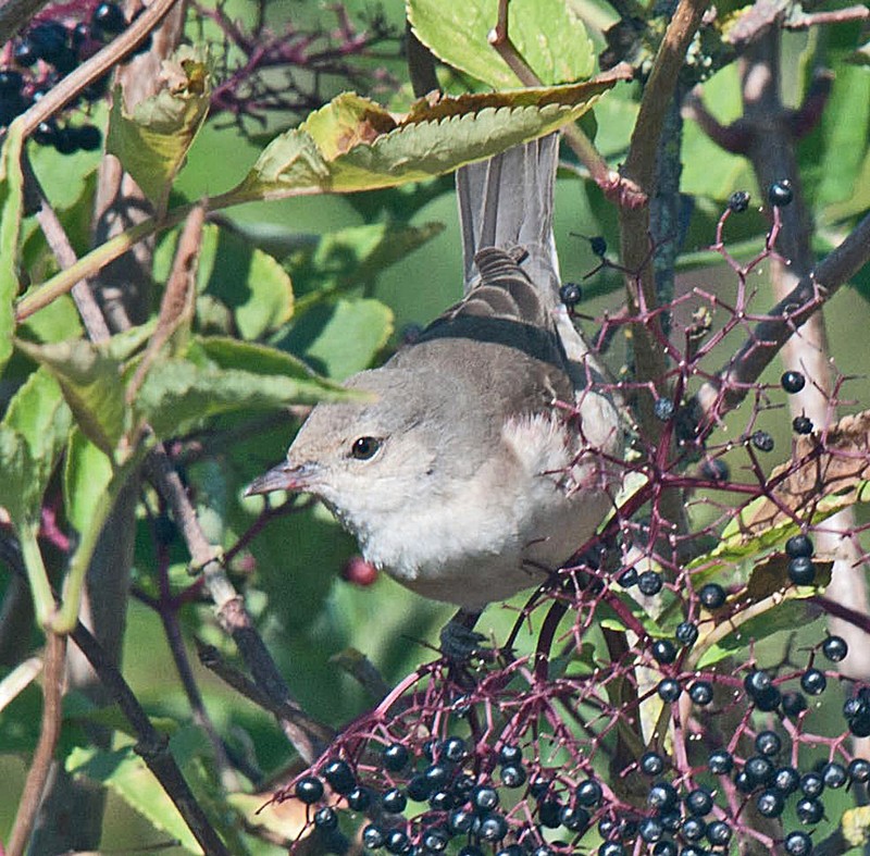 Barred Warbler