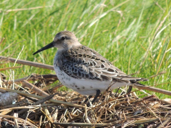 Dunlin