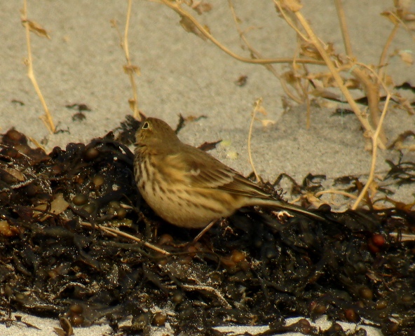 American Buff-bellied Pipit