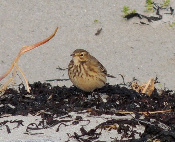 American Buff-bellied Pipit