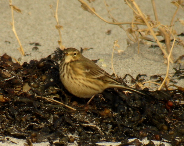 American Buff-bellied Pipit