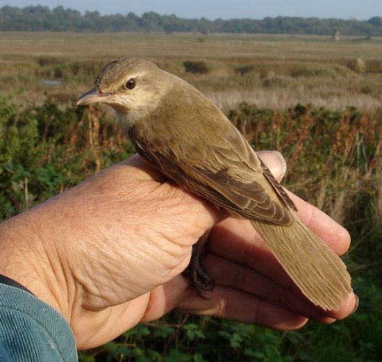 Great Reed Warbler