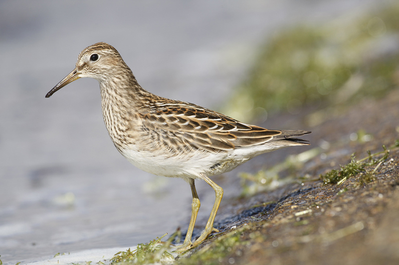 Pectoral Sandpiper
