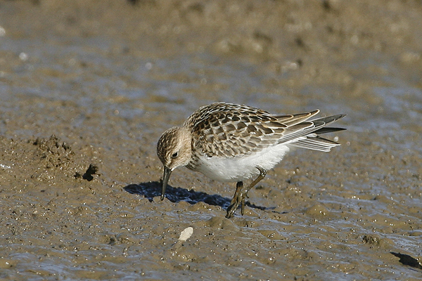 Baird's Sandpiper
