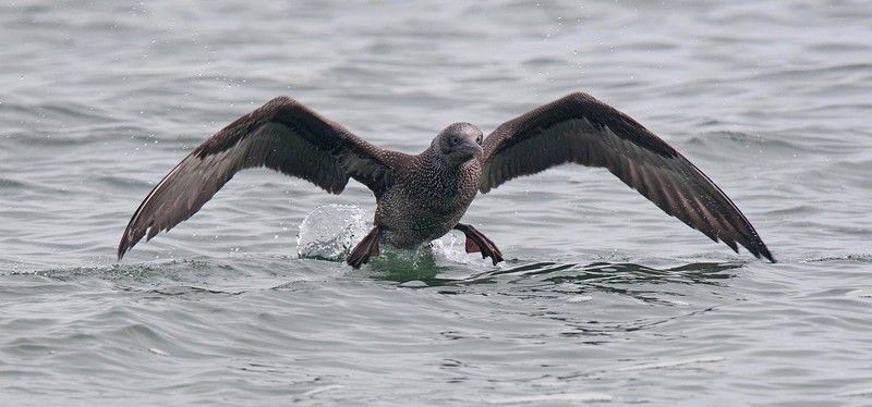 Gannet