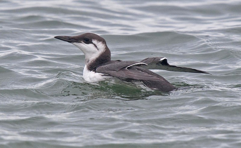 Guillemot