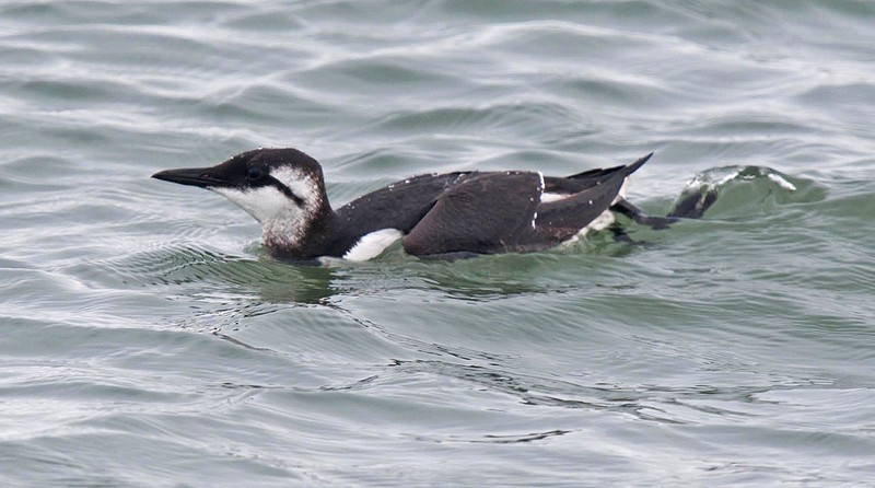 Guillemot