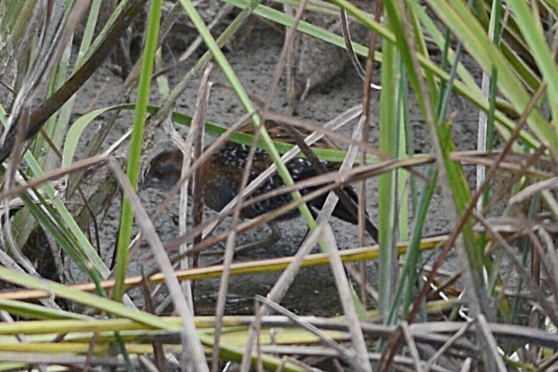 Baillon's Crake