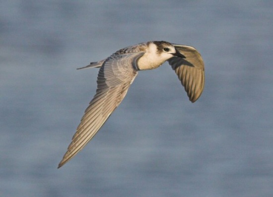 Whiskered Tern