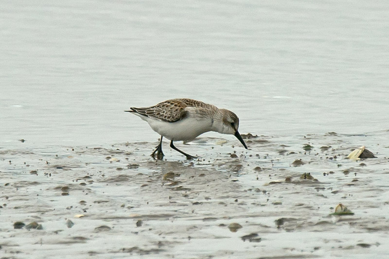 Hoylake Western Sandpiper