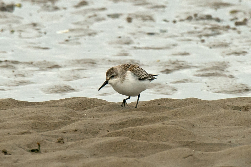 Hoylake Sandpiper