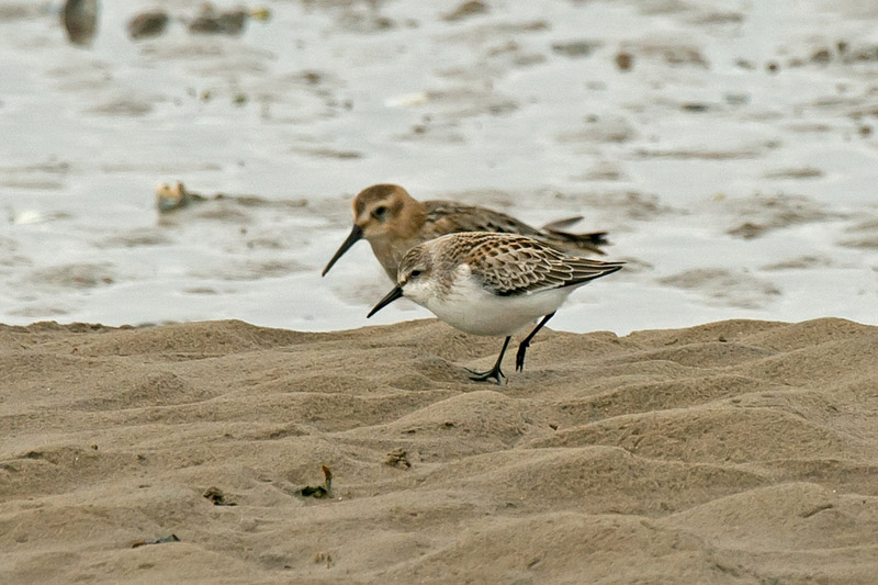 Hoylake Sandpiper