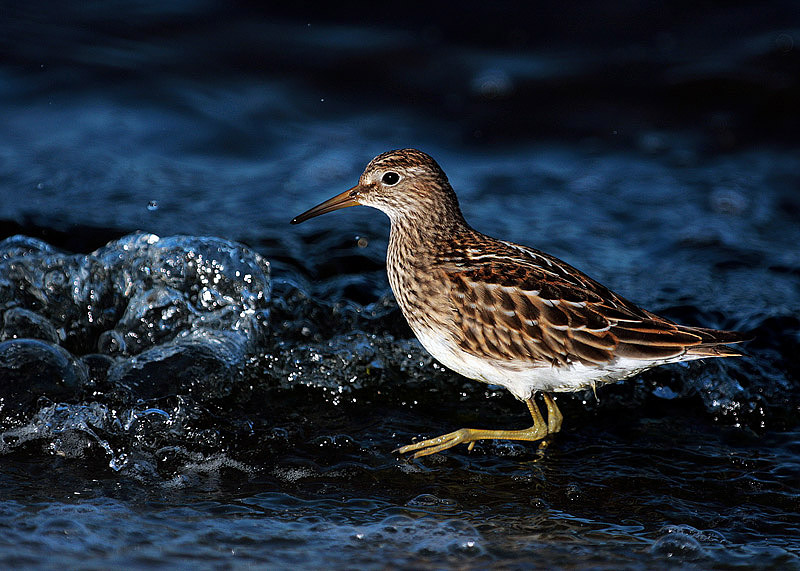 Pectoral Sandpiper