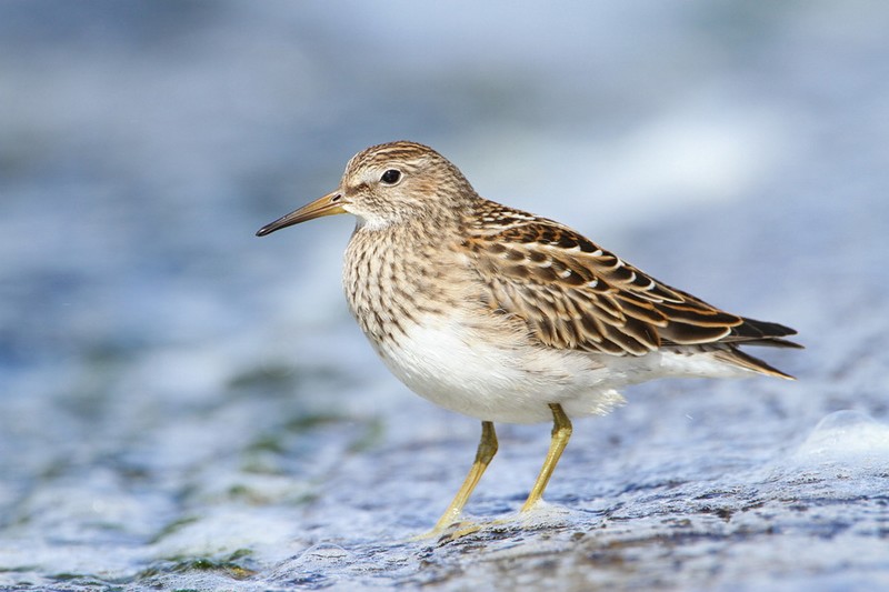 Pectoral Sandpiper