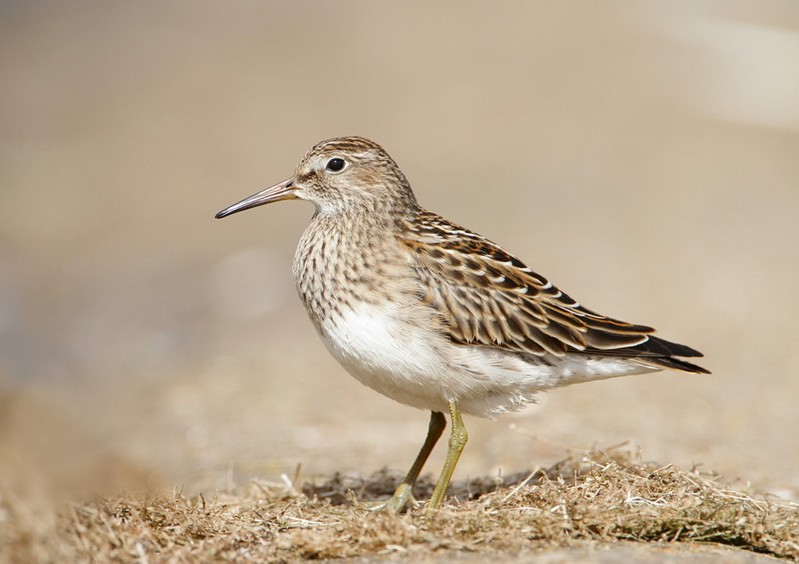 Pectoral Sandpiper