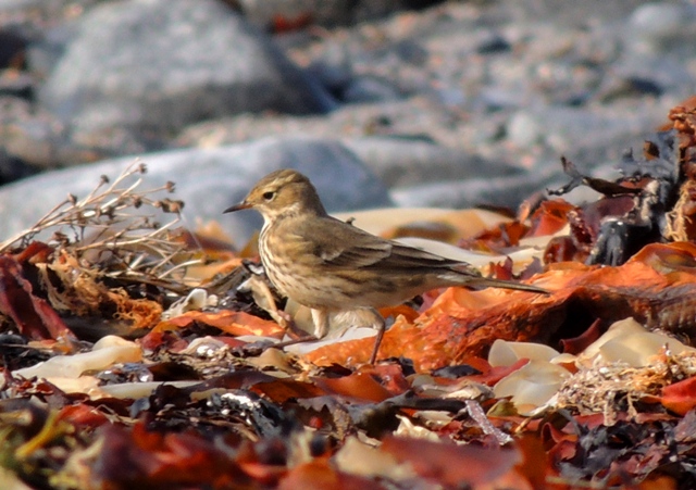 American Buff-bellied Pipit