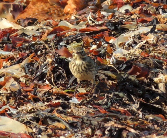 American Buff-bellied Pipit