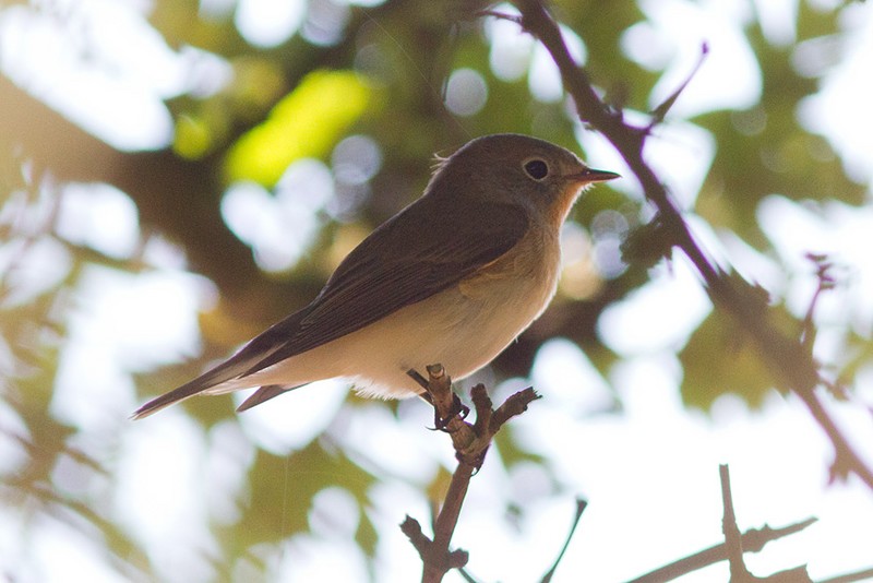 Red-breasted Flycatcher