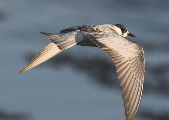 Whiskered Tern