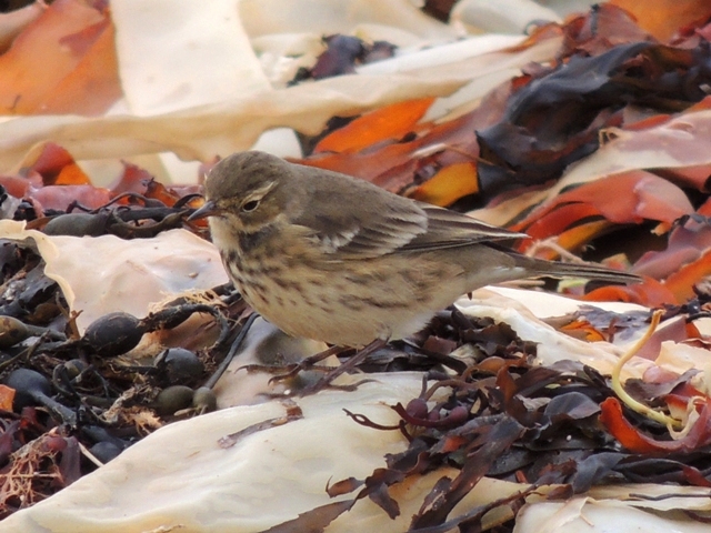 American Buff-bellied Pipit