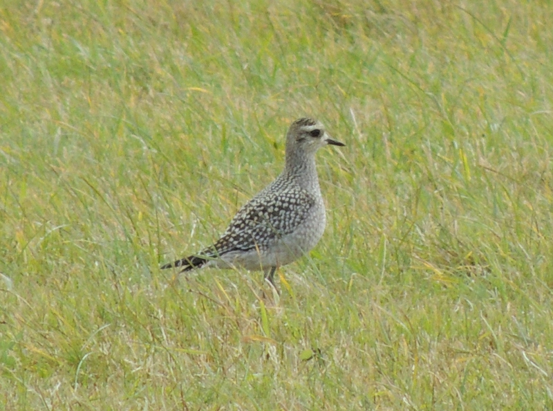 American Golden Plover