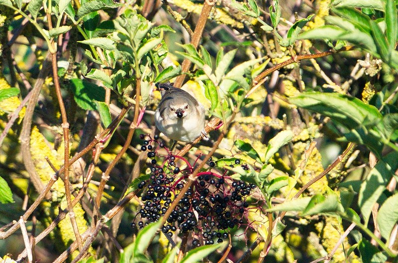 Barred Warbler