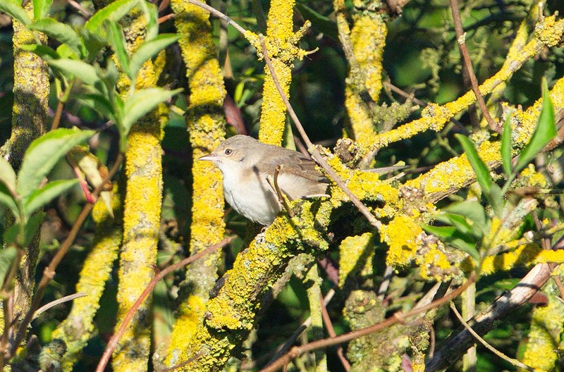 Barred Warbler