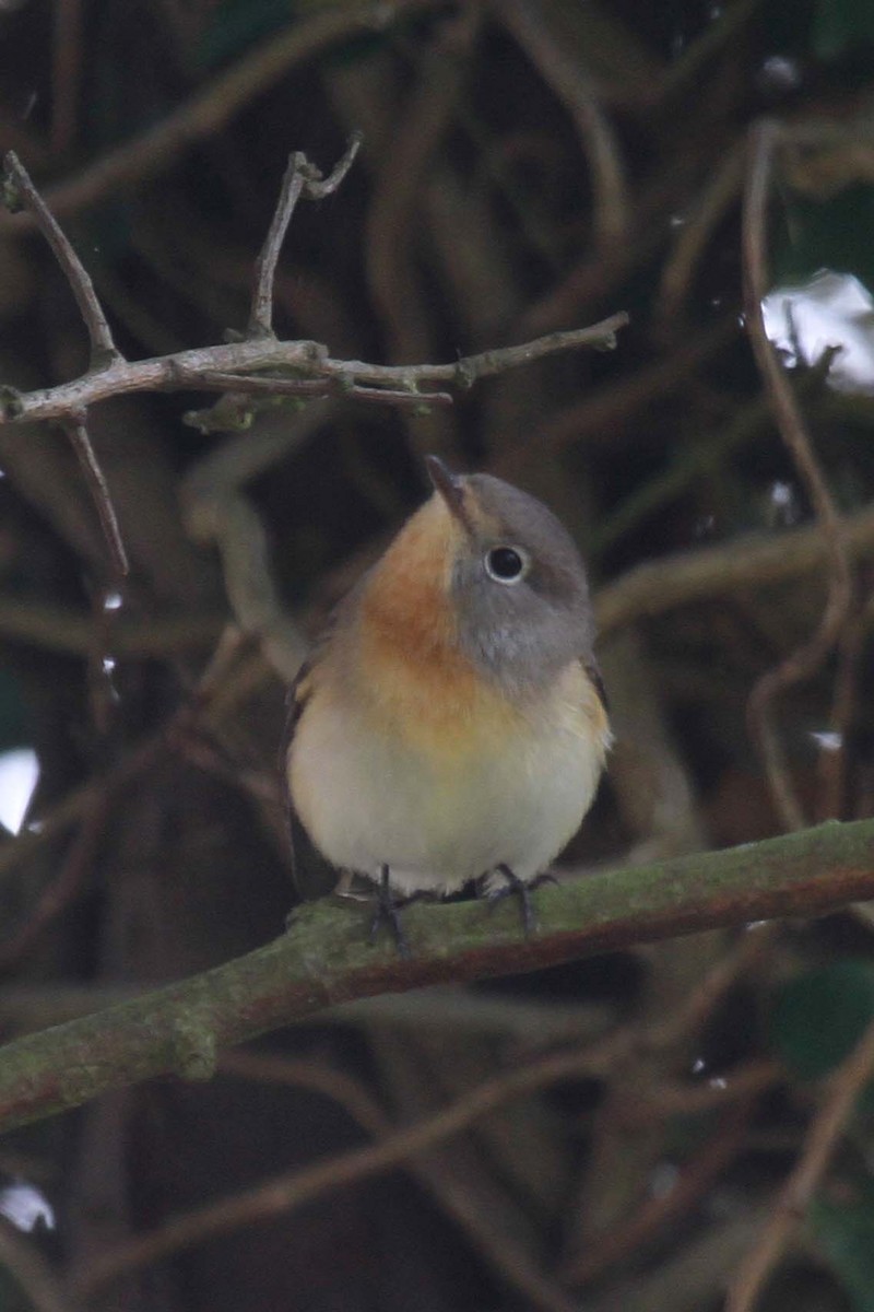 Red-breasted Flycatcher