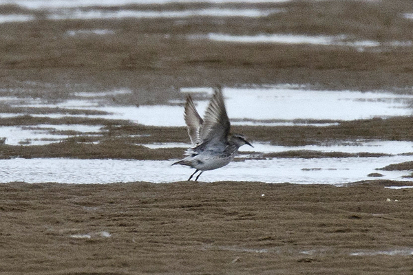 White-rumped Sandpiper