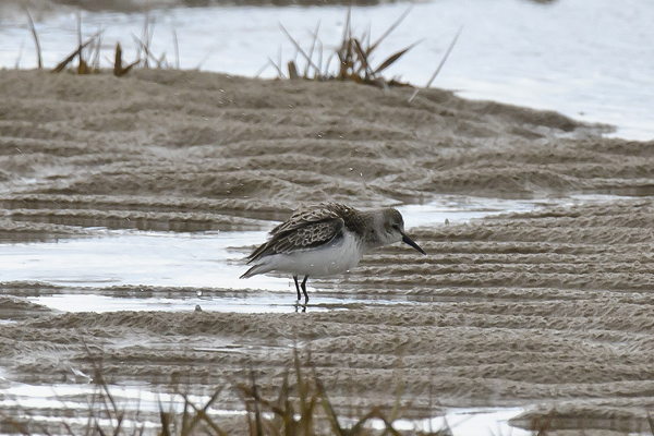 Semipalmated Sandpiper