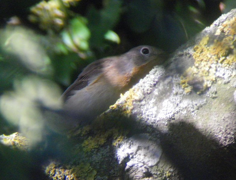 Red-breasted Flycatcher