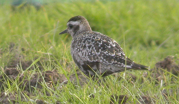 American Golden Plover