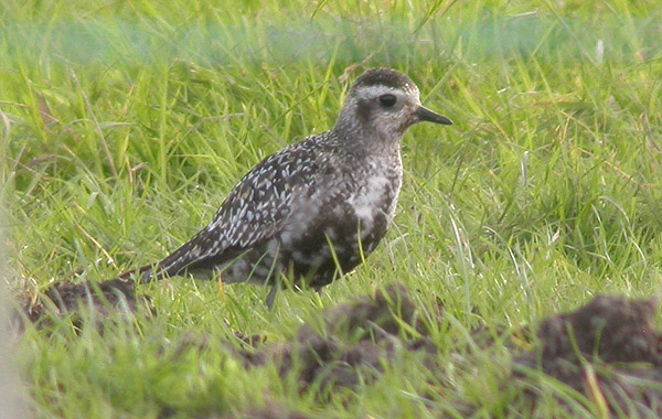 American Golden Plover