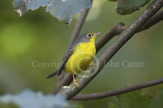 Canada Warbler