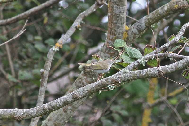 Western Bonelli's Warbler