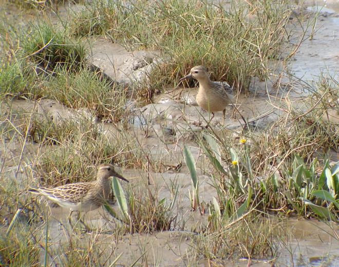 Buff-breasted Sandpiper