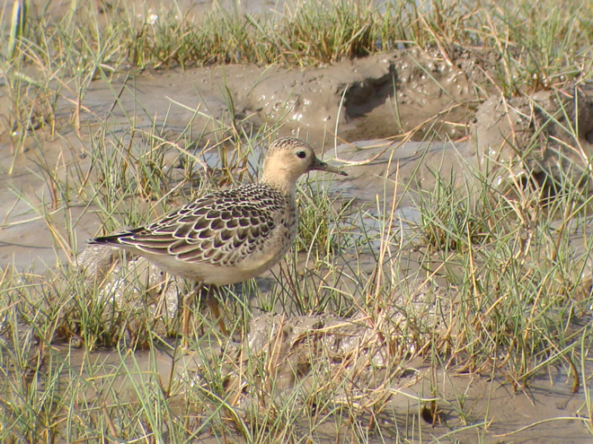 Buff-breasted Sandpiper