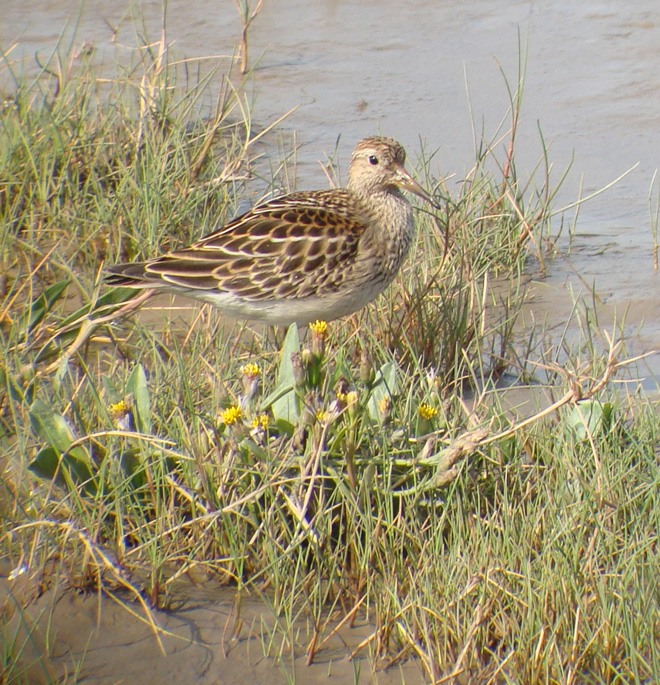 Pectoral Sandpiper