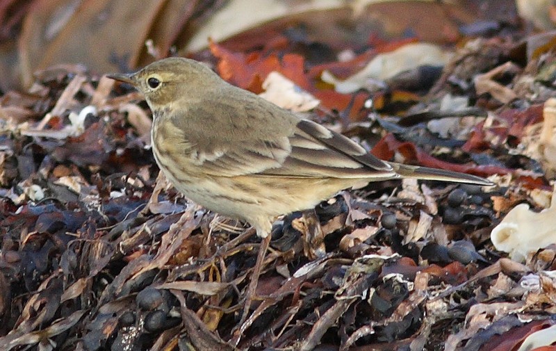 American Buff-bellied Pipit
