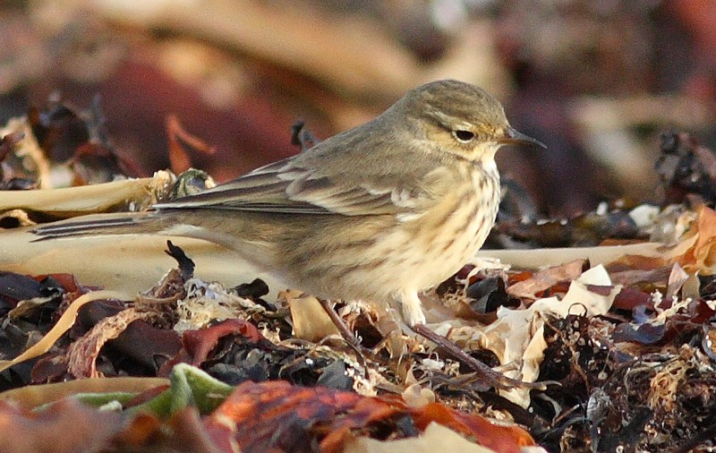 American Buff-bellied Pipit