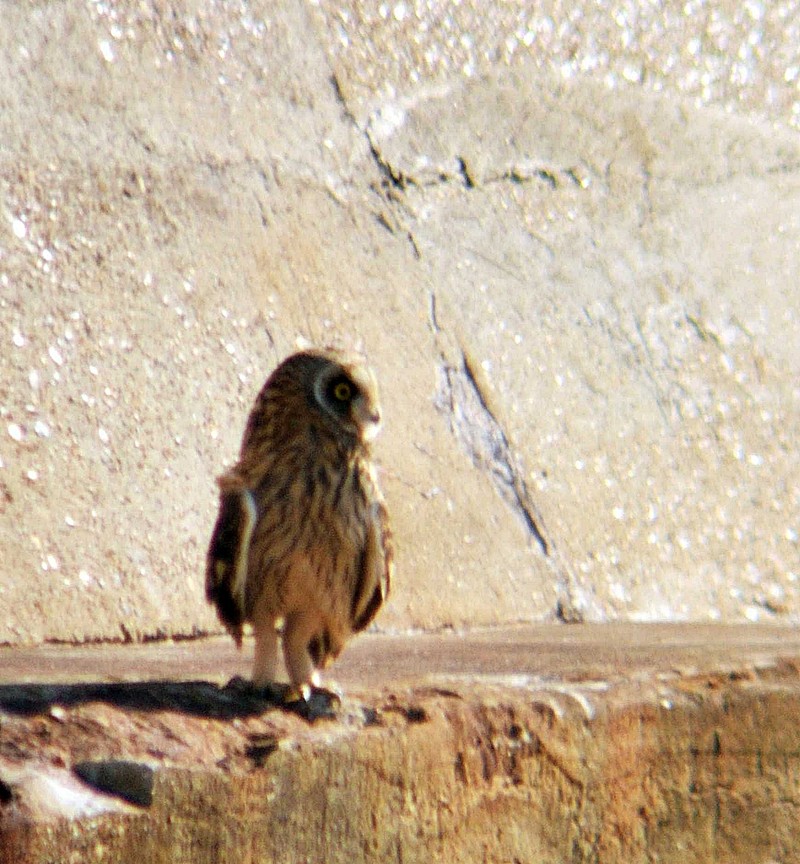 Short-eared Owl
