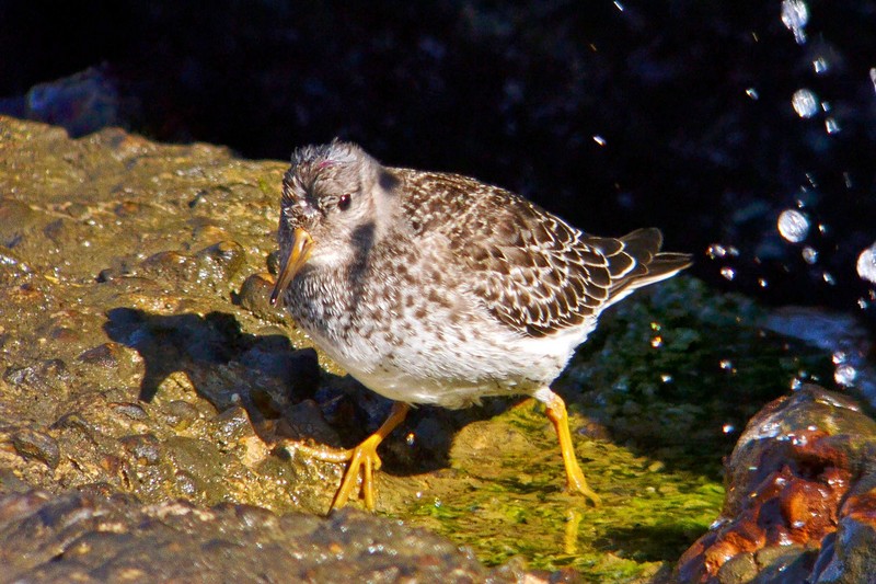Purple Sandpiper