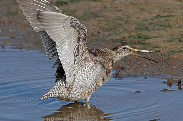 Short-billed Dowitcher