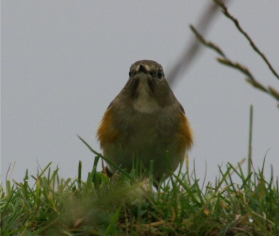 Red-flanked Bluetail