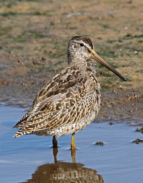 Short-billed Dowitcher