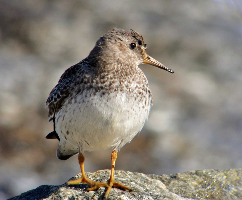 Purple Sandpiper